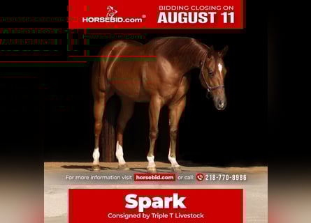 American Quarter Horse, Ruin, 4 Jaar, 150 cm, Roodvos
