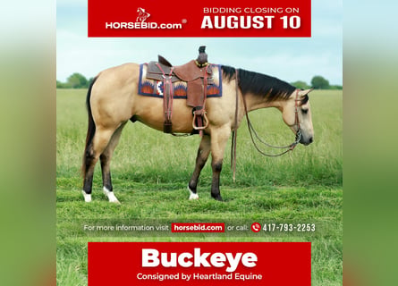 American Quarter Horse, Ruin, 4 Jaar, 152 cm, Buckskin