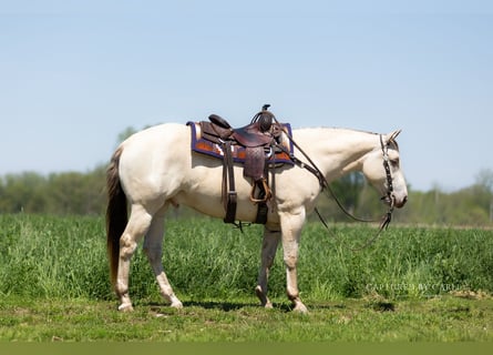American Quarter Horse, Ruin, 4 Jaar, 152 cm, Champagne