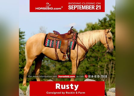 American Quarter Horse, Ruin, 4 Jaar, 152 cm, Palomino