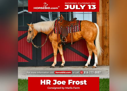 American Quarter Horse, Ruin, 4 Jaar, 152 cm, Palomino