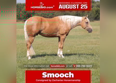American Quarter Horse, Ruin, 4 Jaar, 152 cm, Palomino