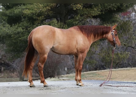 American Quarter Horse, Ruin, 4 Jaar, 152 cm, Red Dun