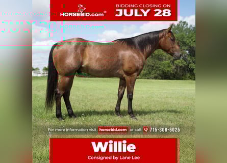 American Quarter Horse, Ruin, 4 Jaar, 152 cm, Roan-Bay