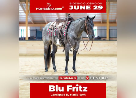 American Quarter Horse, Ruin, 4 Jaar, 152 cm, Roan-Blue