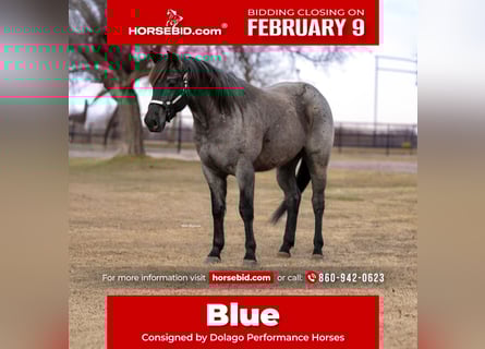 American Quarter Horse, Ruin, 4 Jaar, 152 cm, Roan-Blue