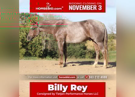 American Quarter Horse, Ruin, 4 Jaar, 152 cm, Roan-Red