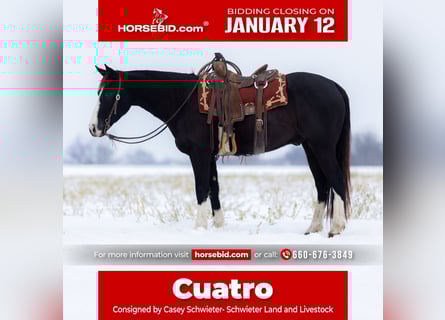 American Quarter Horse, Ruin, 4 Jaar, 152 cm, Zwart