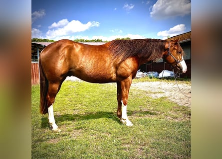American Quarter Horse, Ruin, 4 Jaar, 154 cm, Vos