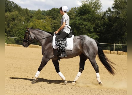 American Quarter Horse, Ruin, 4 Jaar, 155 cm, Roan-Blue