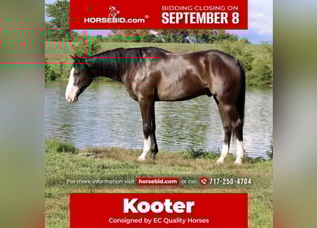 American Quarter Horse, Ruin, 4 Jaar, 155 cm, Zwart