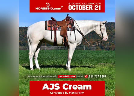 American Quarter Horse, Ruin, 4 Jaar, 157 cm, Cremello