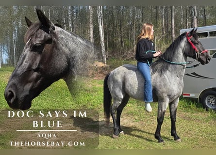 American Quarter Horse, Ruin, 4 Jaar, 157 cm, Roan-Blue