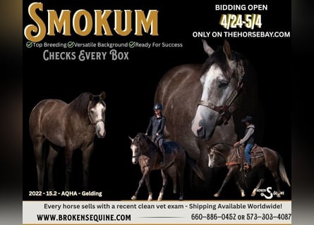 American Quarter Horse, Ruin, 4 Jaar, 157 cm, Schimmel