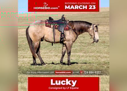 American Quarter Horse, Ruin, 4 Jaar, 160 cm, Buckskin