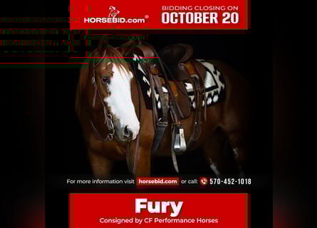 American Quarter Horse, Ruin, 4 Jaar, 160 cm, Roodvos