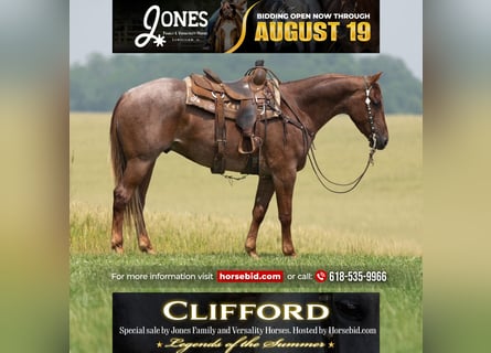 American Quarter Horse, Ruin, 4 Jaar, 163 cm, Roan-Red