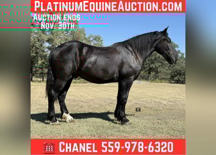 American Quarter Horse, Ruin, 4 Jaar, 163 cm, Zwart