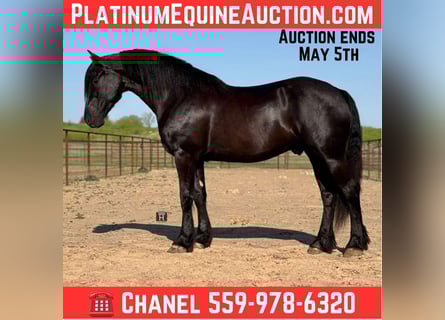 American Quarter Horse, Ruin, 4 Jaar, 168 cm, Zwart