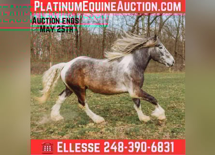 American Quarter Horse, Ruin, 4 Jaar, 175 cm, Tobiano-alle-kleuren