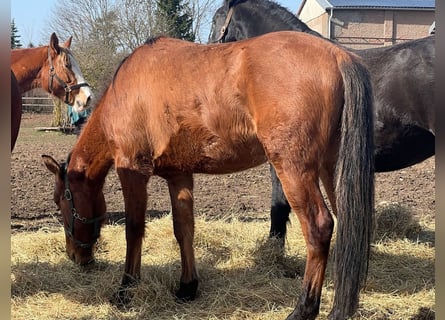 American Quarter Horse Mix, Ruin, 4 Jaar, Bruin