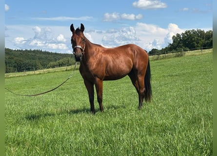 American Quarter Horse, Ruin, 4 Jaar, Bruin