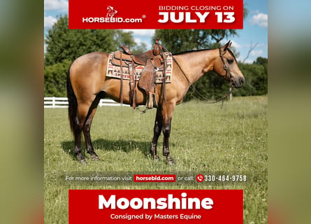 American Quarter Horse, Ruin, 4 Jaar, Buckskin