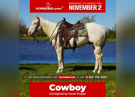 American Quarter Horse, Ruin, 4 Jaar, Cremello