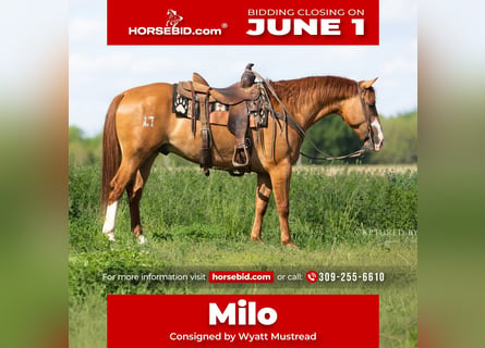 American Quarter Horse, Ruin, 4 Jaar, Falbe