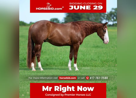 American Quarter Horse, Ruin, 4 Jaar, Roodvos