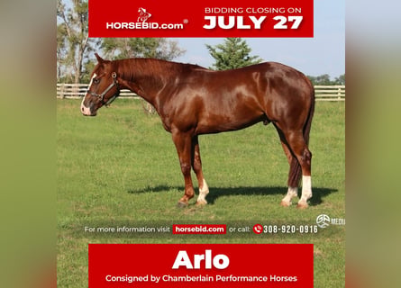 American Quarter Horse, Ruin, 4 Jaar, Roodvos