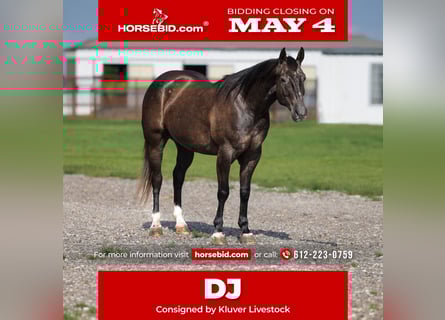 American Quarter Horse, Ruin, 4 Jaar, Schimmel