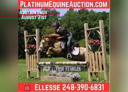 American Quarter Horse, Ruin, 5 Jaar, 124 cm, Champagne