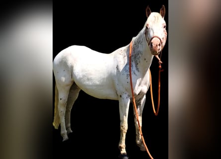 American Quarter Horse, Ruin, 5 Jaar, 132 cm, Donkere-vos