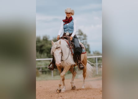 American Quarter Horse, Ruin, 5 Jaar, 143 cm, Palomino
