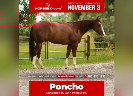 American Quarter Horse, Ruin, 5 Jaar, 145 cm, Roodvos