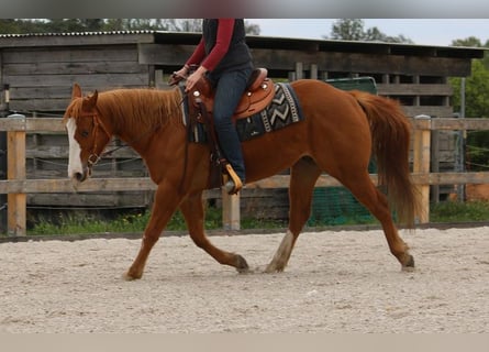 American Quarter Horse, Ruin, 5 Jaar, 145 cm, Vos