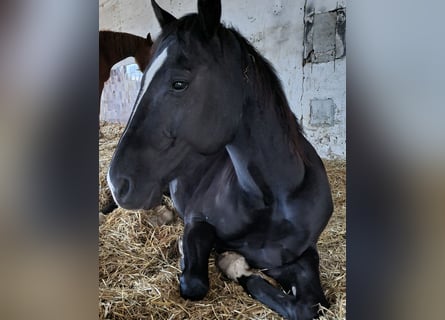 American Quarter Horse, Ruin, 5 Jaar, 146 cm, Zwart
