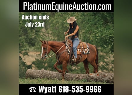 American Quarter Horse, Ruin, 5 Jaar, 147 cm, Donkere-vos