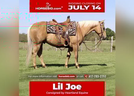 American Quarter Horse, Ruin, 5 Jaar, 147 cm, Palomino
