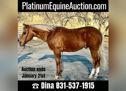 American Quarter Horse, Ruin, 5 Jaar, 147 cm, Palomino