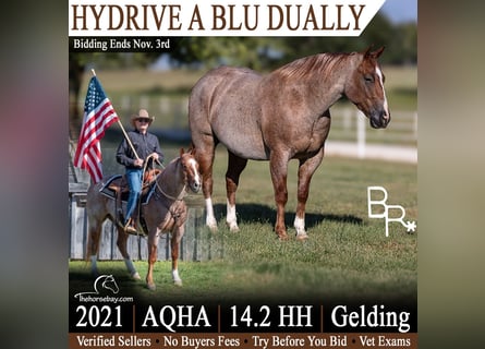 American Quarter Horse, Ruin, 5 Jaar, 147 cm, Roan-Red