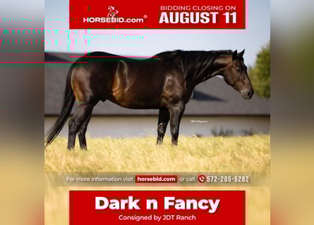 American Quarter Horse, Ruin, 5 Jaar, 150 cm, Bruin