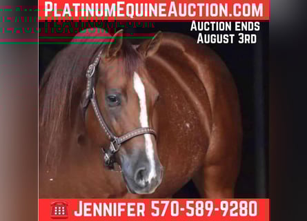 American Quarter Horse, Ruin, 5 Jaar, 150 cm, Donkere-vos