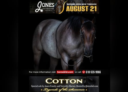 American Quarter Horse, Ruin, 5 Jaar, 150 cm, Roan-Bay