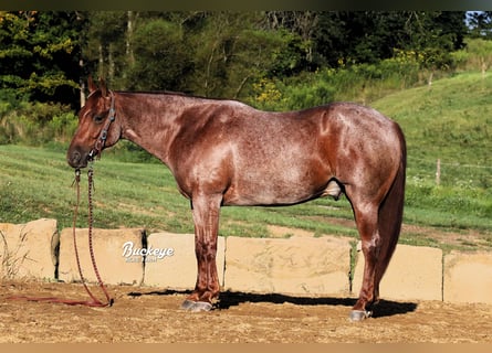 American Quarter Horse, Ruin, 5 Jaar, 150 cm, Roan-Red