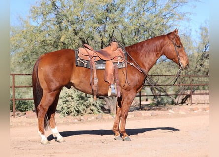 American Quarter Horse, Ruin, 5 Jaar, 150 cm, Roodvos