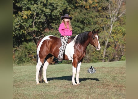 American Quarter Horse, Ruin, 5 Jaar, 151 cm, Tobiano-alle-kleuren