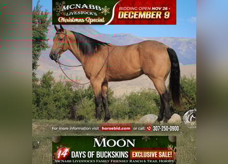 American Quarter Horse, Ruin, 5 Jaar, 152 cm, Buckskin