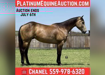 American Quarter Horse, Ruin, 5 Jaar, 152 cm, Buckskin